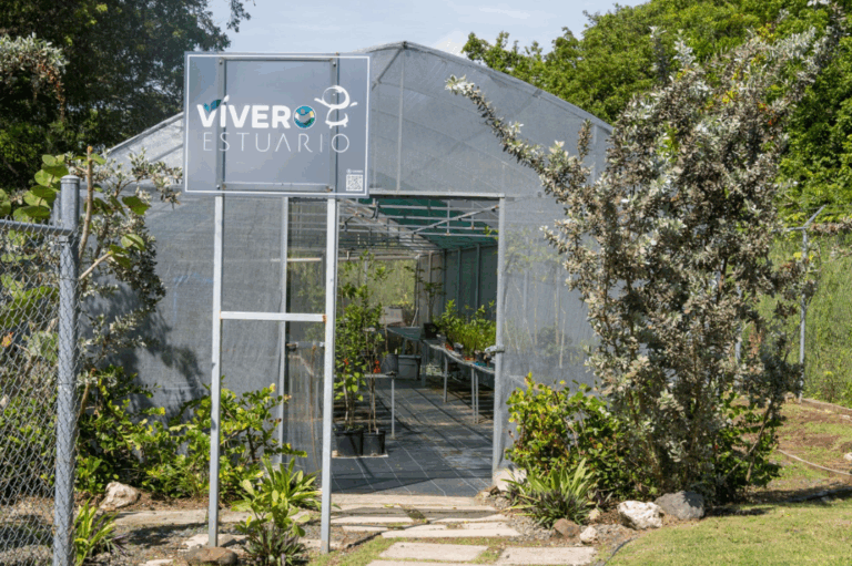Inauguran vivero para combatir la erosión costera en Loíza